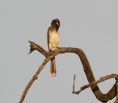 Lophoceros nasutus