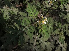 Solanum grayi