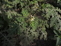 Solanum grayi