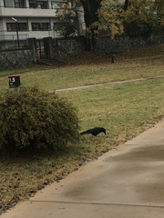 Corvus