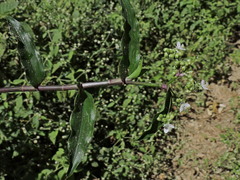 Tripogandra serrulata