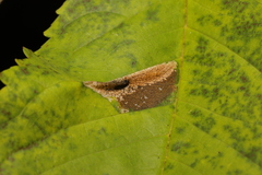 Phyllonorycter cerasicolella