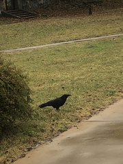 Corvus