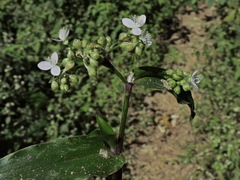 Tripogandra serrulata