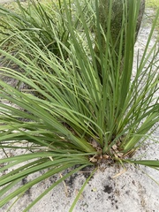 Serenoa repens