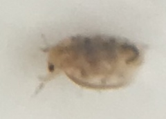 Daphniidae