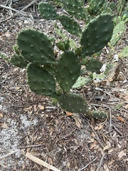 Opuntia austrina