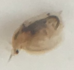 Daphniidae