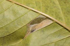 Phyllonorycter cerasicolella