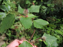 Acalypha californica