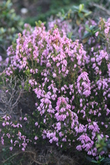 Erica australis