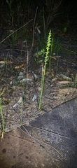 Microtis unifolia