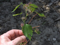 Acalypha californica