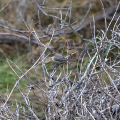 Psaltriparus minimus minimus