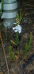 Epacris obtusifolia