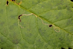 Lyonetia clerkella