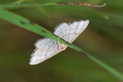 Idaea serpentata
