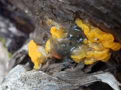 Dacrymyces dictyosporus image