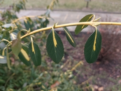 Euonymus fortunei