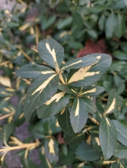 Euonymus fortunei