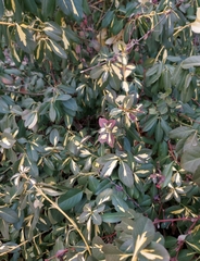 Euonymus fortunei