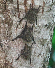 Rhynchonycteris naso