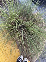 Saccharum spontaneum