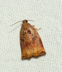 Archips podana
