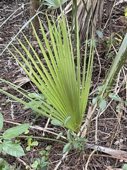 Sabal palmetto