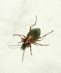 Carabus auronitens