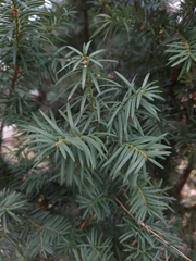 Taxus baccata