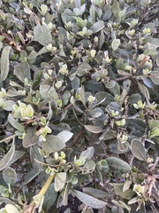 Alternanthera brasiliana