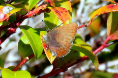 Callophrys augustinus iroides