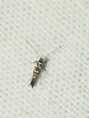 Parectopa ononidis
