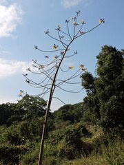 Cochlospermum vitifolium