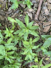 Callisia repens