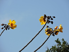 Cochlospermum vitifolium