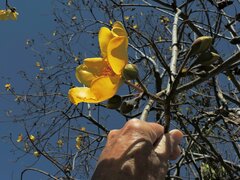 Cochlospermum vitifolium
