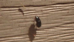 Aphodiinae