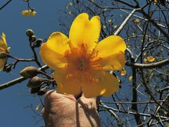 Cochlospermum vitifolium
