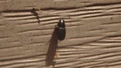 Aphodiinae