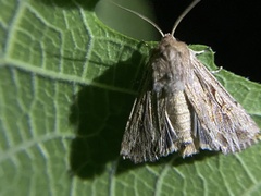 Persectania dyscrita