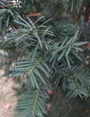 Taxus baccata
