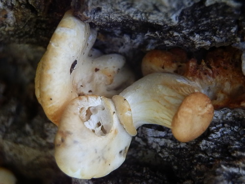 aspen oyster mushroom