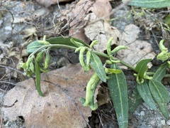 Hayhurstia atriplicis