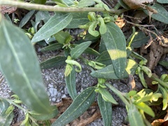 Hayhurstia atriplicis