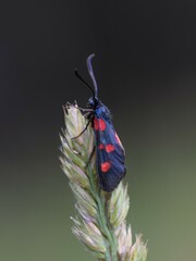 Zygaena lonicerae