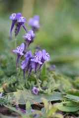 Linaria algarviana