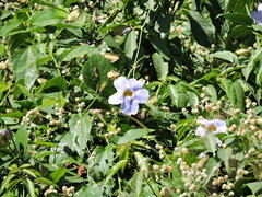 Thunbergia grandiflora