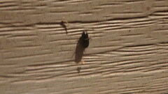 Aphodiinae
